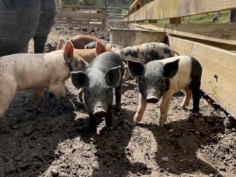 Saddleback piglets 