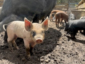 Saddleback piglets 