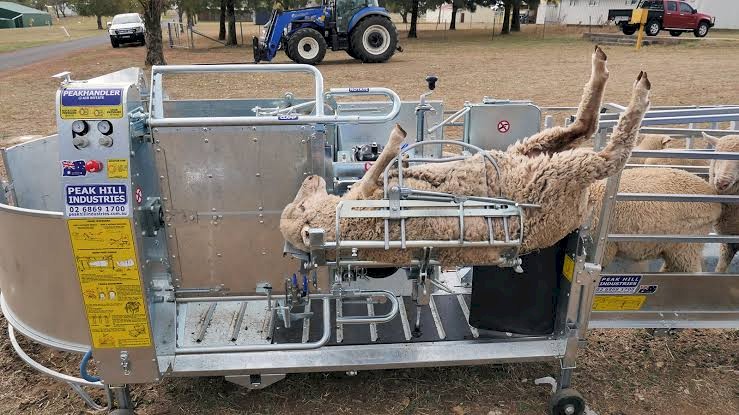 WANTED Peak Hill Handler x 2