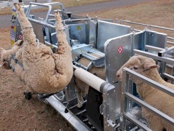 WANTED Peak Hill Handler x 2