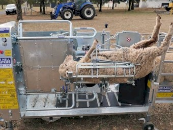 WANTED Peak Hill Handler x 2