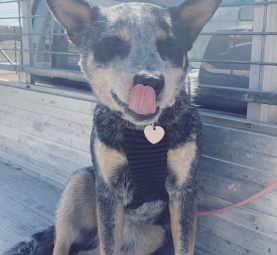 Blue heeler 