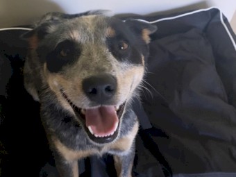 Blue heeler 