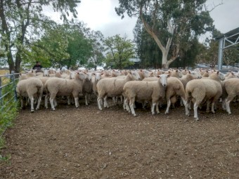 Border Leicester Rams 2022 drop