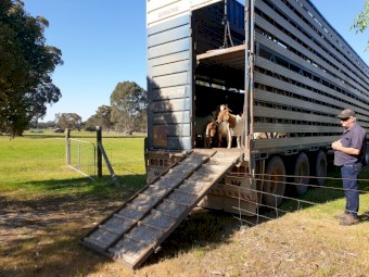 Boer Goats Breeding Herd For Sale 30 Including 2 Young Kids