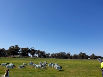 Boer Goats Breeding Herd For Sale 30 Including 2 Young Kids