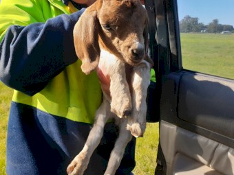 Boer Goats Breeding Herd For Sale 30 Including 2 Young Kids