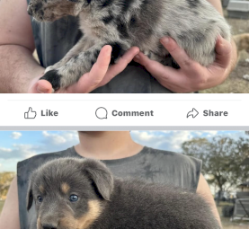 Kelpie x Border Collie litter