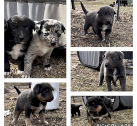 Kelpie x Border Collie litter