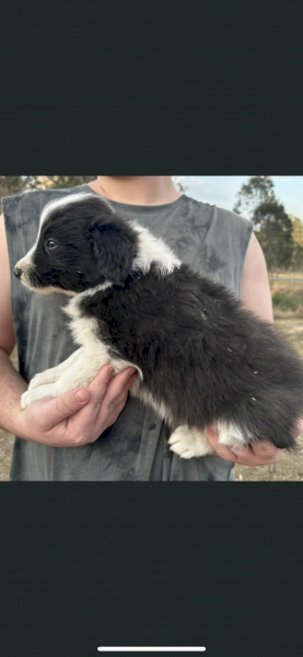 Pure Border Collie Litter