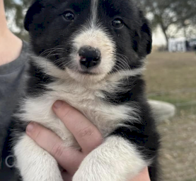 Pure Border Collie Litter