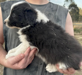 Pure Border Collie Litter