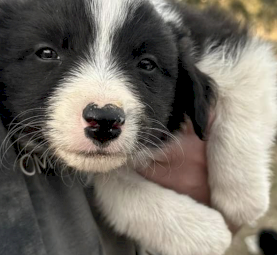 Pure Border Collie Litter