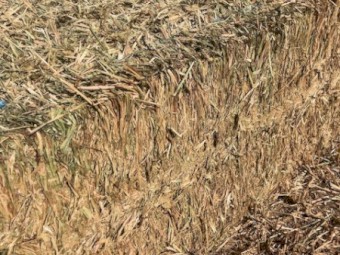 Oats + Ryegrass + Vetch hay