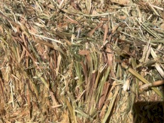 Oats + Ryegrass + Vetch hay