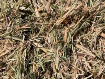Oats + Ryegrass + Vetch hay
