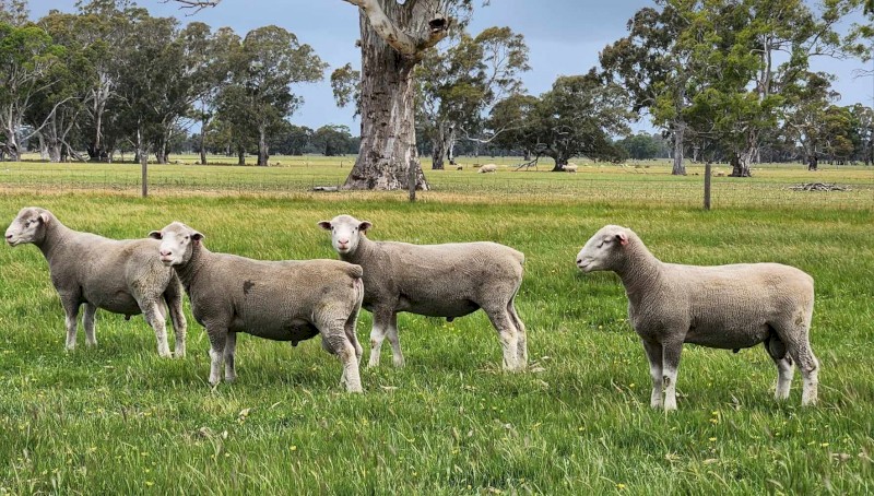 Poll Dorset Rams for Sale 