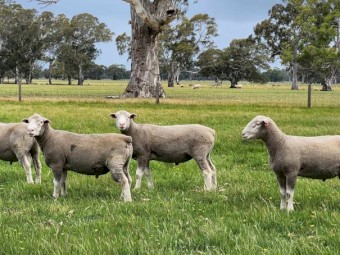 Poll Dorset Rams for Sale 