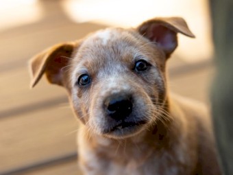Red Cattle Pup