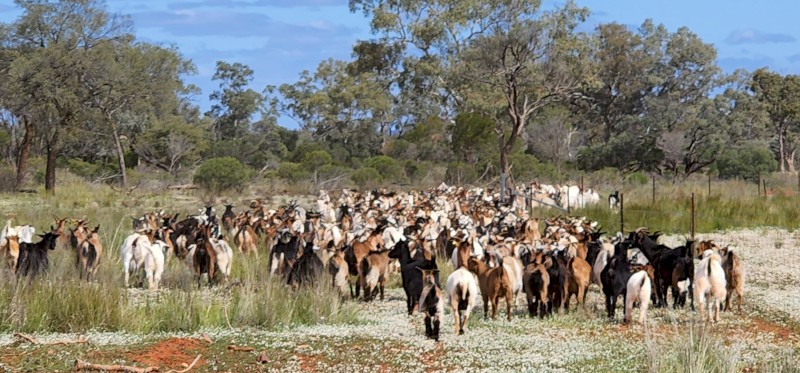 F1 Boer x rangeland Does, and rangeland Does for sale