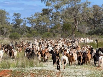 F1 Boer x rangeland Does, and rangeland Does for sale