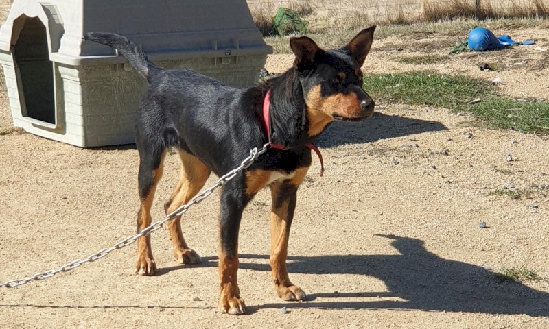 Well Bred Male Kelpies