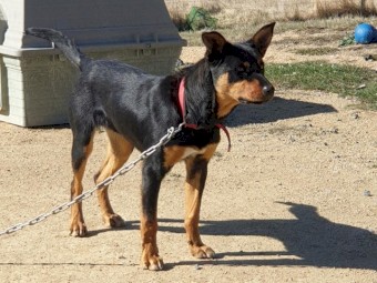 Well Bred Male Kelpies