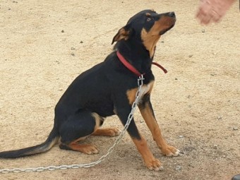 Well Bred Male Kelpies