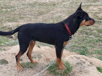 Well Bred Male Kelpies