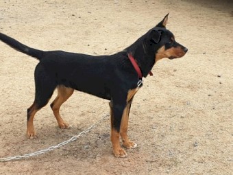 Well Bred Male Kelpies