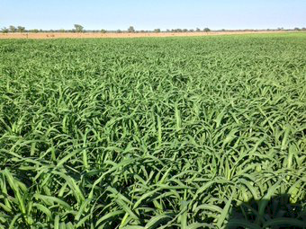 Shirohie millet seed