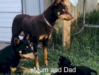 Purebred Kelpies 