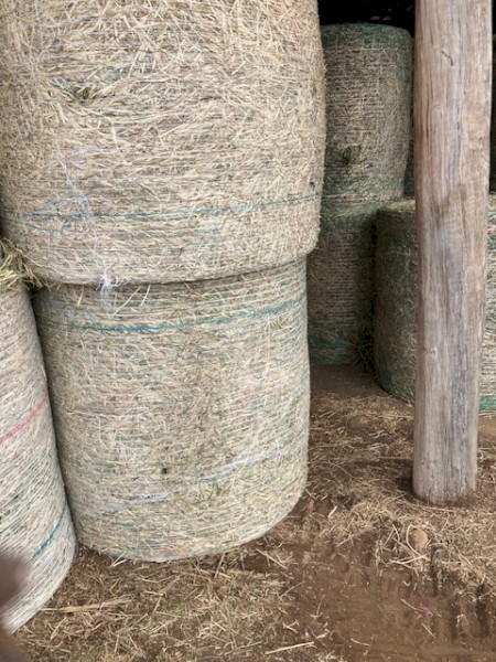 Quality Barley 4*4 Rounds