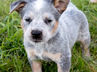 Blue & Red Purebred Heeler Puppies FOR SALE - 6 Left  
