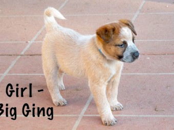 Blue & Red Purebred Heeler Puppies FOR SALE - 6 Left  