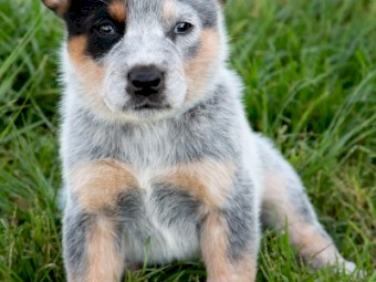 Blue & Red Purebred Heeler Puppies FOR SALE - 6 Left  