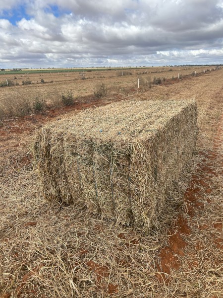 144mt Vetch Hay 600kg 8x4x3 Bales New Season