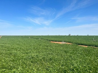144mt Vetch Hay 600kg 8x4x3 Bales New Season