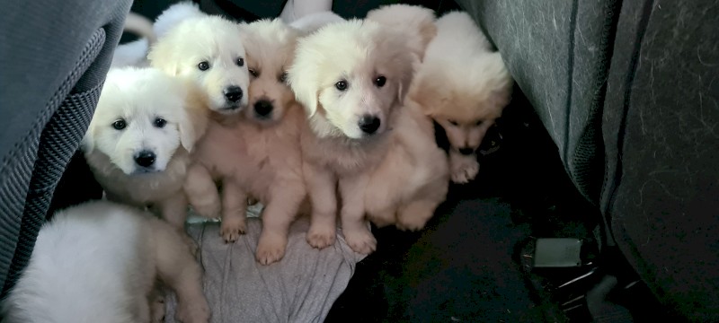 Maremma sheep dog puppies