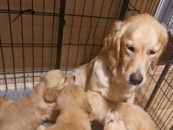 4 golden retriever pups LEFT..