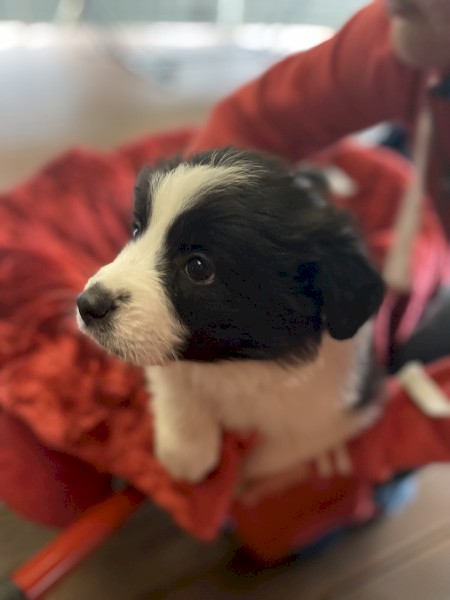 Purebred Border Collies x 4