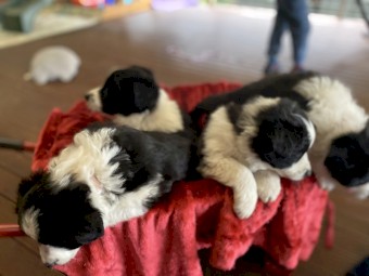 Purebred Border Collies x 4