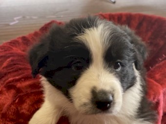Purebred Border Collies x 4