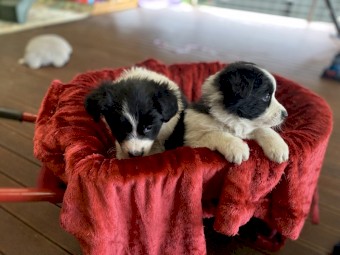Purebred Border Collies x 4