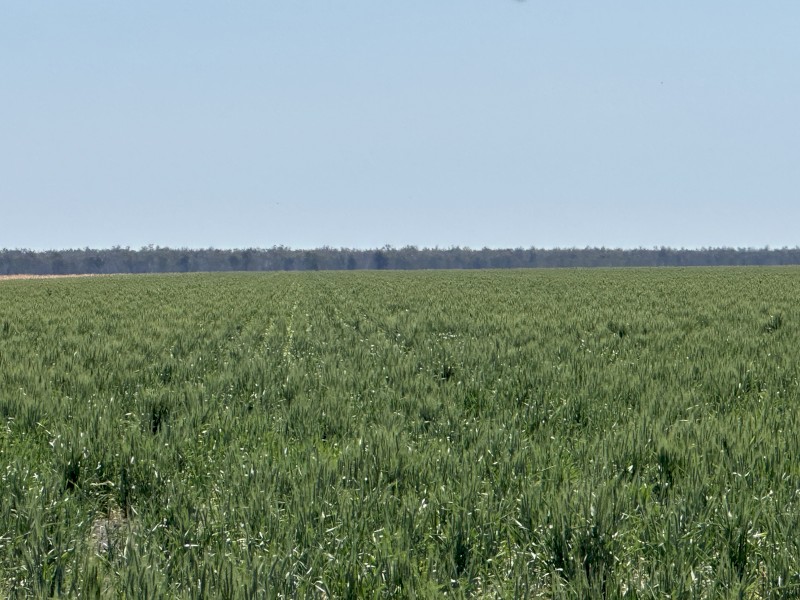Wheaten Hay 8x4x3 Bales (New Season 23/24)