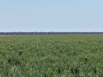 Wheaten Hay 8x4x3 Bales (New Season 23/24)