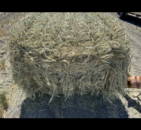 Wheaten Hay 8x4x3 Bales (New Season 23/24)