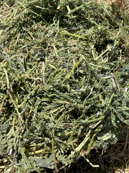 250mt Vetch Hay 8x4x3 Bales (New Season 23/24)