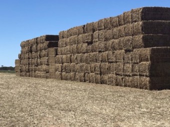 250mt Vetch Hay 8x4x3 Bales (New Season 23/24)