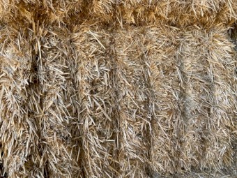 300mt Barley Straw 8x4x3 Bales 